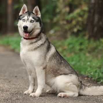 Собаки в добрые руки - Булка - 4