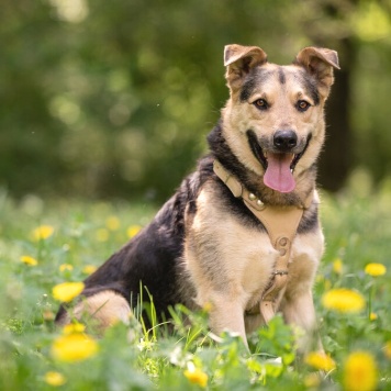 Собаки в добрые руки - Барри