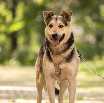Собаки в добрые руки - Барри - 1