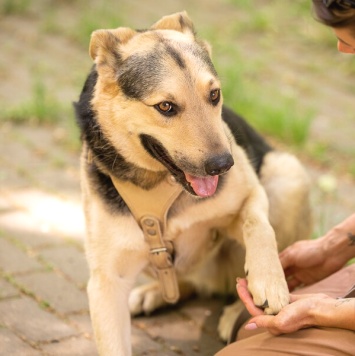 Собаки в добрые руки - Барри - 2