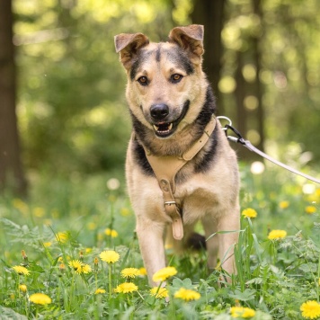 Собаки в добрые руки - Барри - 3