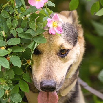 Собаки в добрые руки - Барри - 4