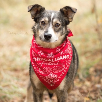 Собаки в добрые руки - Найда