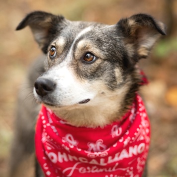 Собаки в добрые руки - Найда - 3