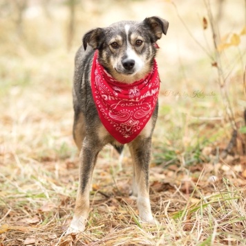 Собаки в добрые руки - Найда - 4