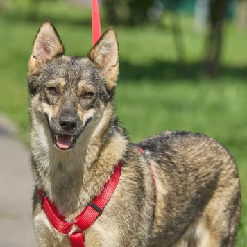 Собаки в добрые руки - Леди