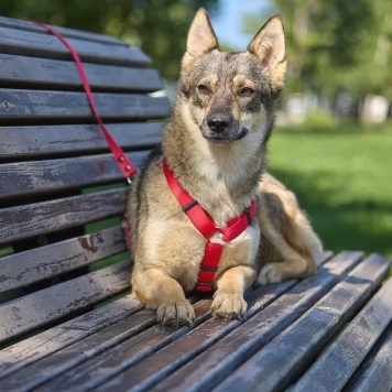 Собаки в добрые руки - Леди - 1