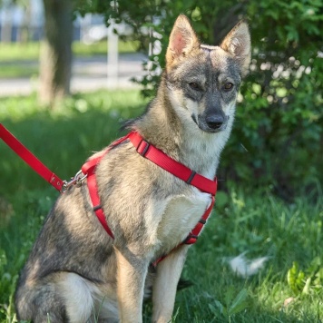 Собаки в добрые руки - Леди - 2