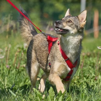 Собаки в добрые руки - Леди - 4