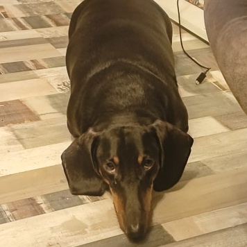 Собаки в добрые руки - Денди - 1