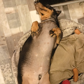 Собаки в добрые руки - Денди - 2