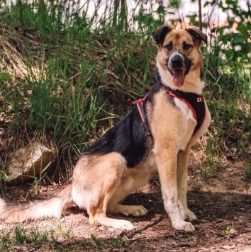 Собаки в добрые руки - Фабр