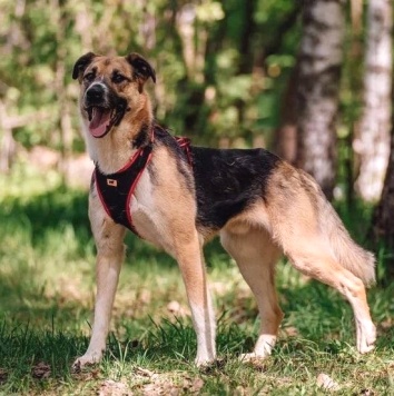 Собаки в добрые руки - Фабр - 1