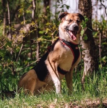 Собаки в добрые руки - Фабр - 2