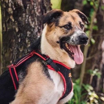 Собаки в добрые руки - Фабр - 3