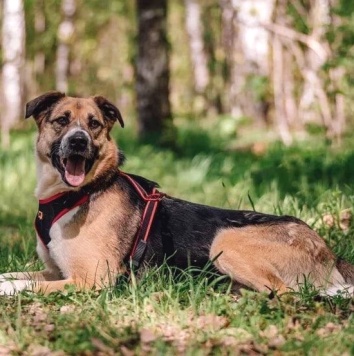 Собаки в добрые руки - Фабр - 4