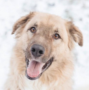 Саймон - Собаки в добрые руки