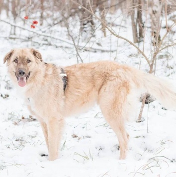 Собаки в добрые руки - Саймон - 1