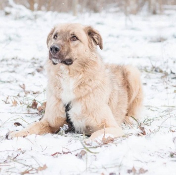 Собаки в добрые руки - Саймон - 3