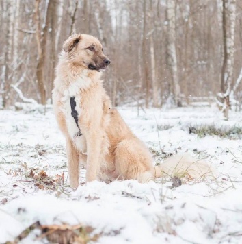 Собаки в добрые руки - Саймон - 4