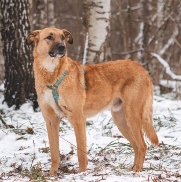 Собаки в добрые руки - Тилль