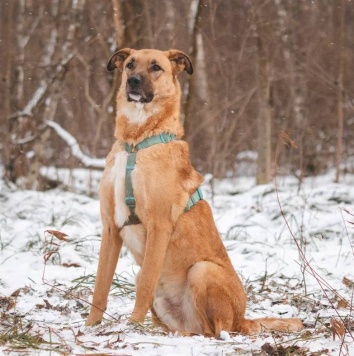 Собаки в добрые руки - Тилль - 2