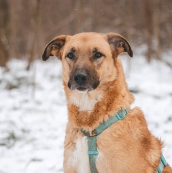 Собаки в добрые руки - Тилль - 3