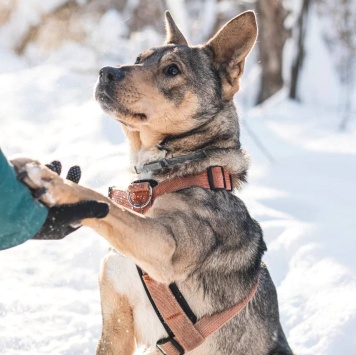 Собаки в добрые руки - Версаль - 2