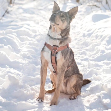 Собаки в добрые руки - Версаль - 3