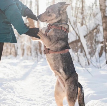 Собаки в добрые руки - Версаль - 4