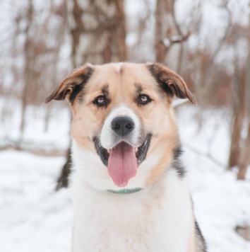 Хан - Собаки в добрые руки