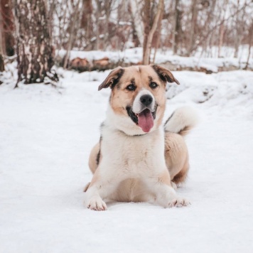 Собаки в добрые руки - Хан - 1