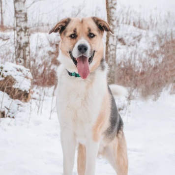 Собаки в добрые руки - Хан - 2