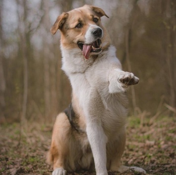 Собаки в добрые руки - Хан - 3