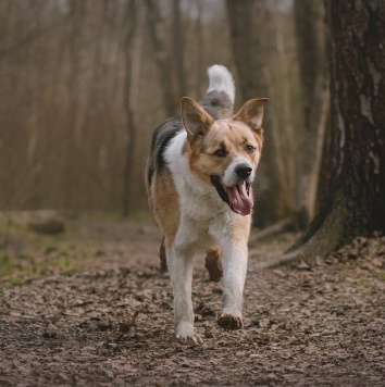 Собаки в добрые руки - Хан - 4