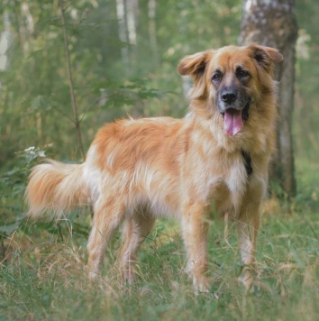 Собаки в добрые руки - Берлин