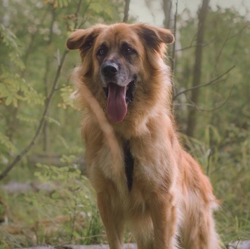 Собаки в добрые руки - Берлин - 1