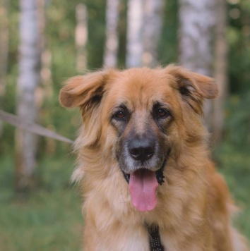 Собаки в добрые руки - Берлин - 2