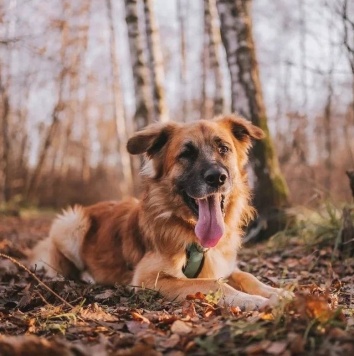 Собаки в добрые руки - Берлин - 3