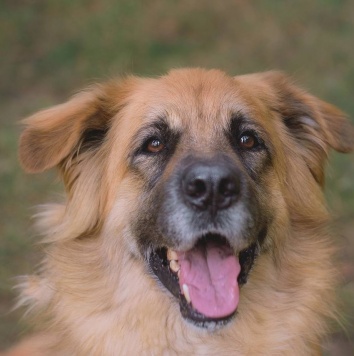 Собаки в добрые руки - Берлин - 4