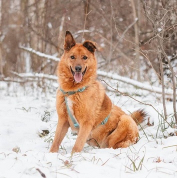 Собаки в добрые руки - Люмус