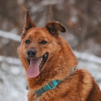 Собаки в добрые руки - Люмус - 1