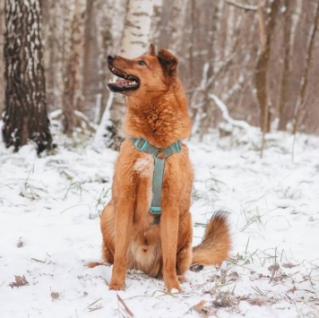 Собаки в добрые руки - Люмус - 3