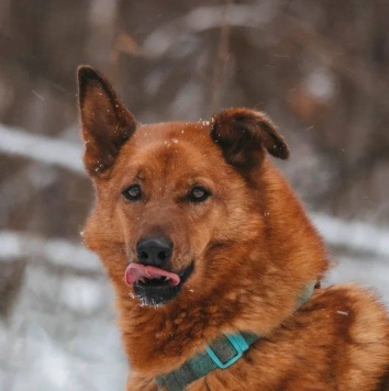 Собаки в добрые руки - Люмус - 4
