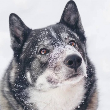 Бастиан - Собаки в добрые руки