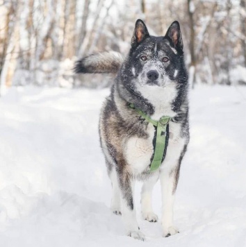 Собаки в добрые руки - Бастиан - 1