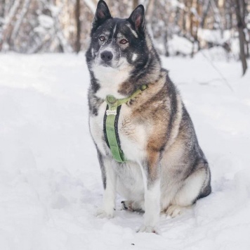 Собаки в добрые руки - Бастиан - 2