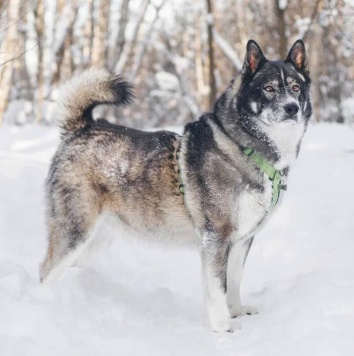 Собаки в добрые руки - Бастиан - 3