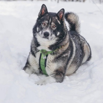Собаки в добрые руки - Бастиан - 4