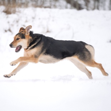 Собаки в добрые руки - Харди - 1